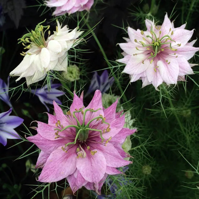 Pink Nigella flower seeds