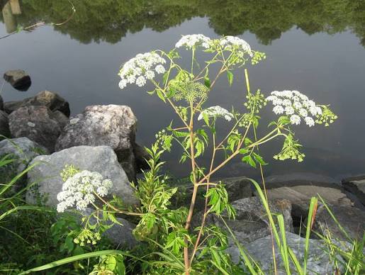Cicuta Maculata Growing in Moist Wetland Habitat