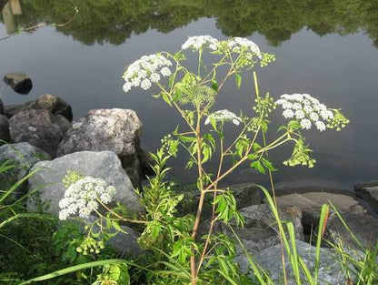 Cicuta Maculata Growing in Moist Wetland Habitat