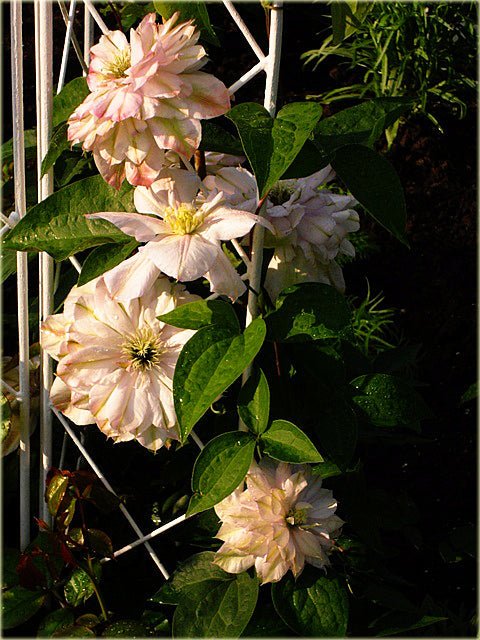 Peach Clematis flower seeds