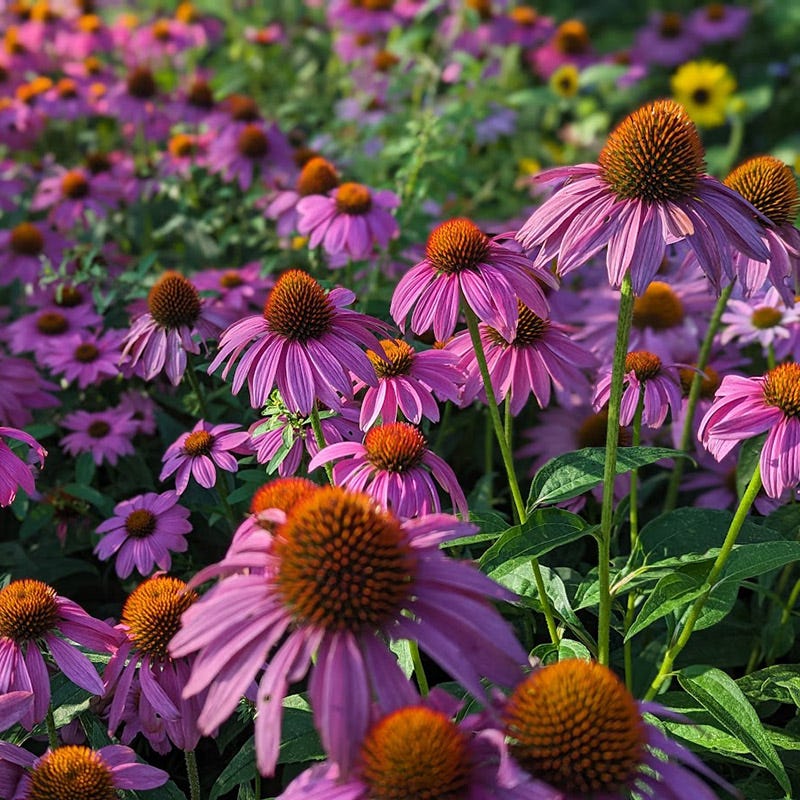 Coneflower flower seeds