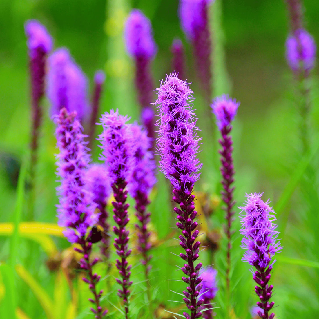 Liatris flower seeds