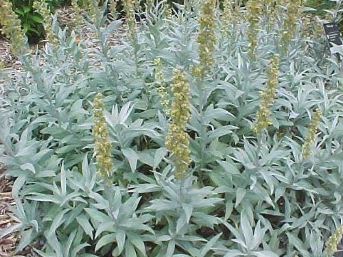 Prairie Sage Herb Seeds for Planting – Heirloom Non-GMO Garden Seeds