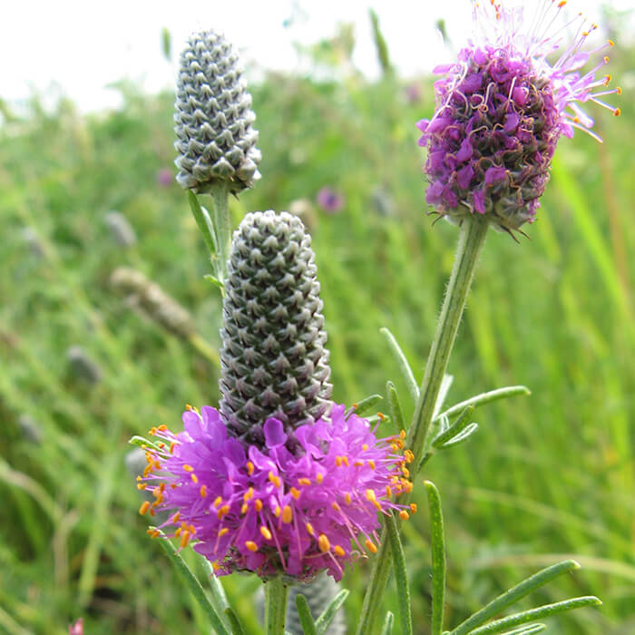 Dalea Purpurea flower seeds