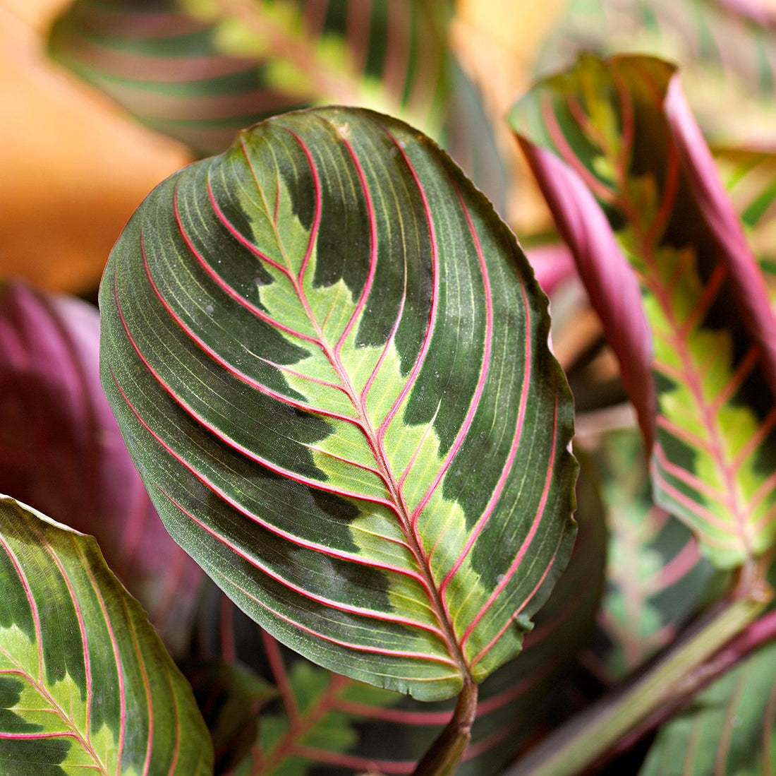 Maranta Leuconeura flower seeds