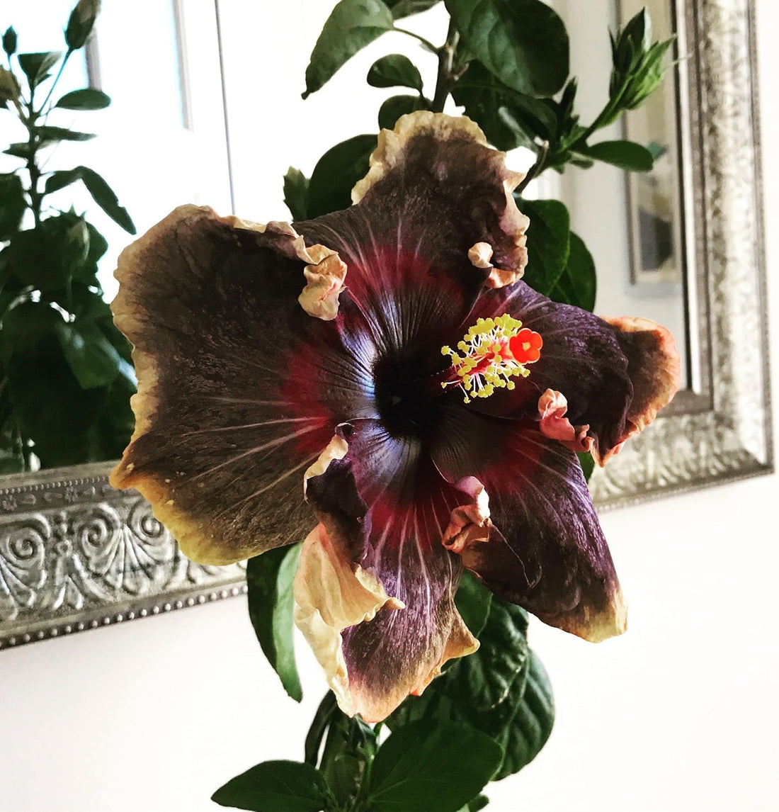 Black Hibiscus flower seeds