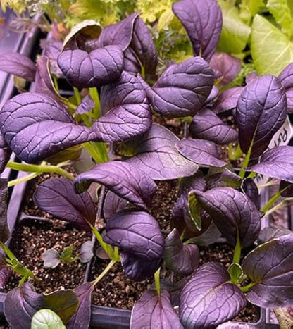 Purple Bok Choy Growing in Home Vegetable Garden