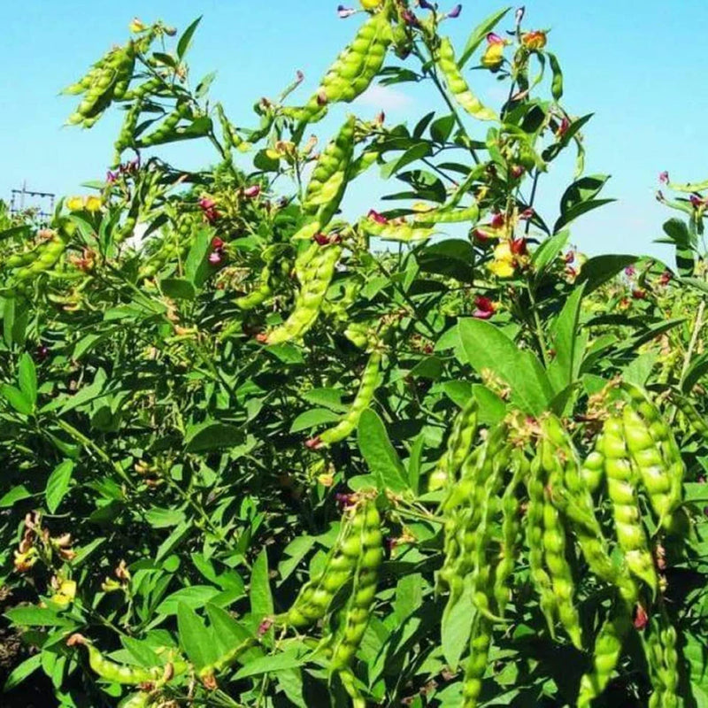 Cajanus Cajan Pigeon Pea Seeds for Planting – Heirloom Non-GMO Garden Seeds