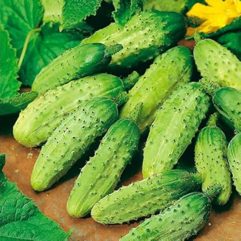 Pioneer Cucumber Seeds for Planting – Heirloom Non-GMO Garden Seeds