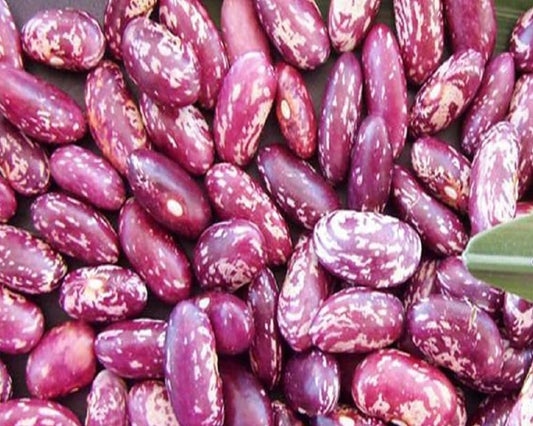 Dominican Red Speckled Kidney Bean Seeds