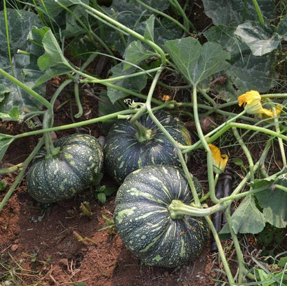 Green Pumpkin Seeds for Planting – Heirloom Non-GMO Garden Seeds