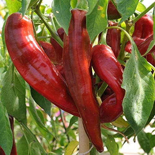 Jim Legacy Pepper Seeds