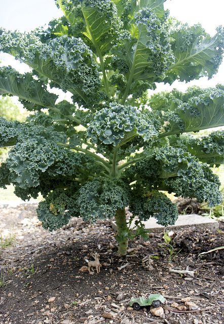 Kale Seeds