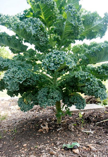 Kale Seeds