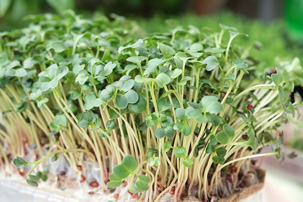 Microgreens Seeds