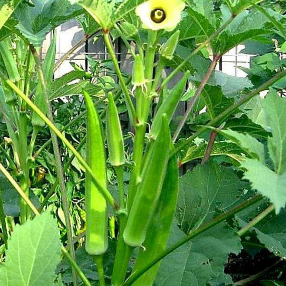 Okra Seeds