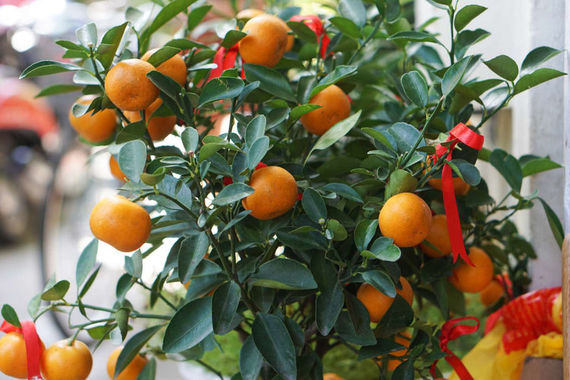 Orange Fruit Seeds for Planting – Heirloom Non-GMO Garden Seeds