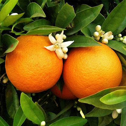 orange fruit seeds