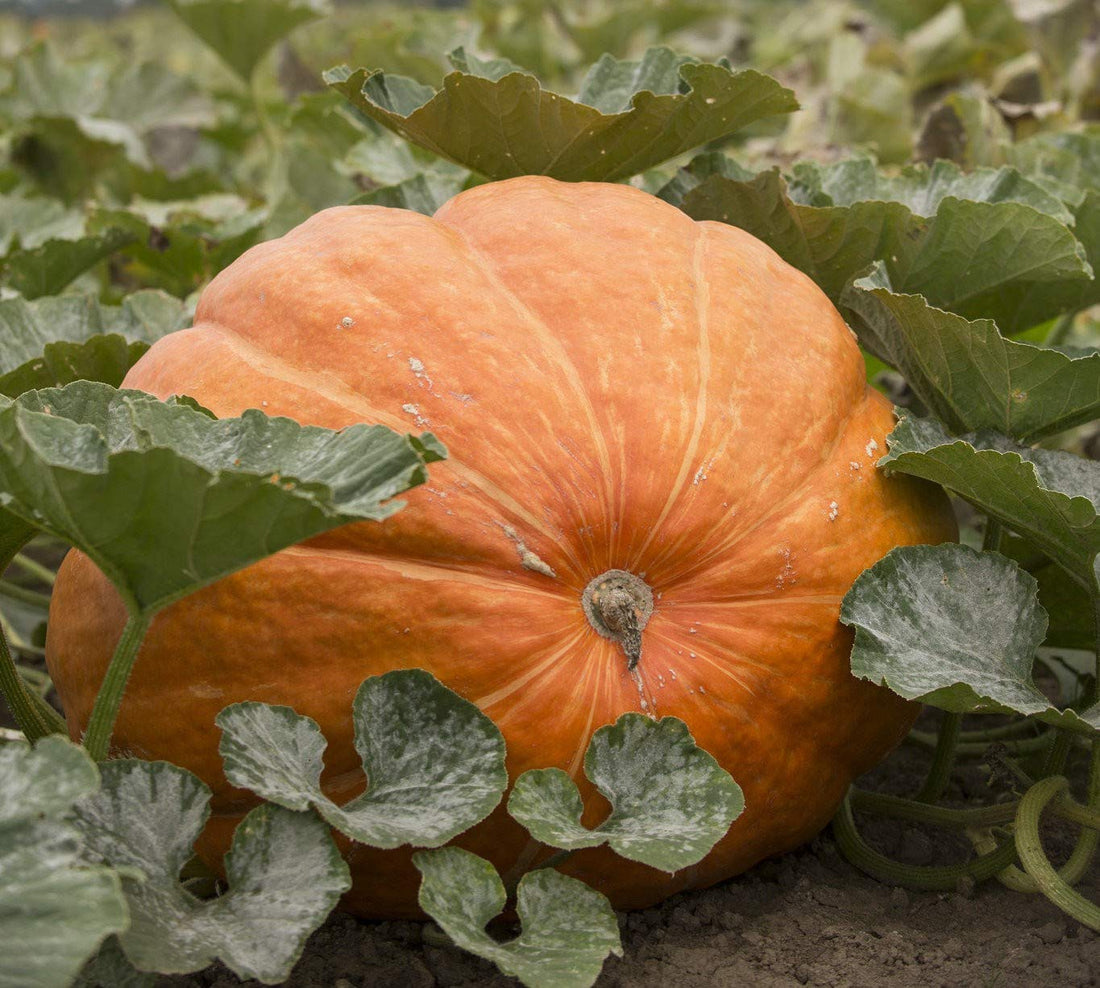 Orange Giant Pumpkin Seeds