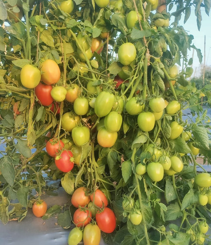 Green Tomato Seeds