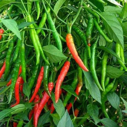 Pepper Seeds for Planting – Heirloom Non-GMO Garden Seeds