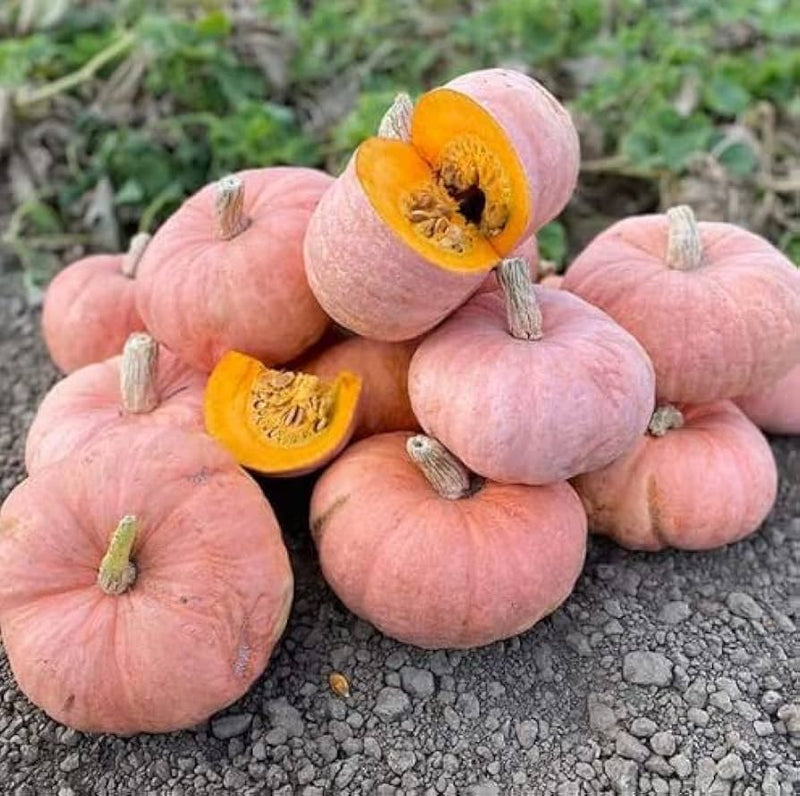 Pink Pumpkin Seeds for Planting – Rare Heirloom Garden Seeds