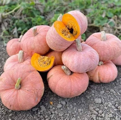 Pink Pumpkin Seeds for Planting – Rare Heirloom Garden Seeds