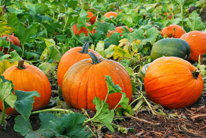 Red Pumpkin Seeds for Planting – Heirloom Non-GMO Garden Seeds