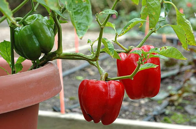 Sweet Crunch Bell Pepper Seeds for Planting – Heirloom Non-GMO Garden Seeds