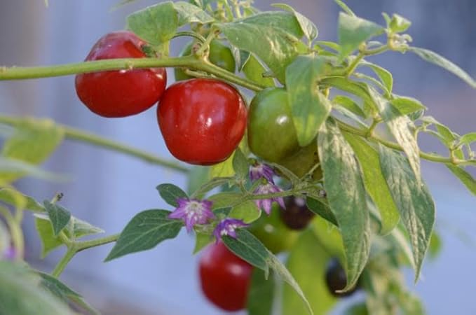 Ulupica Pepper Seeds for Planting – Heirloom Non-GMO Garden Seeds