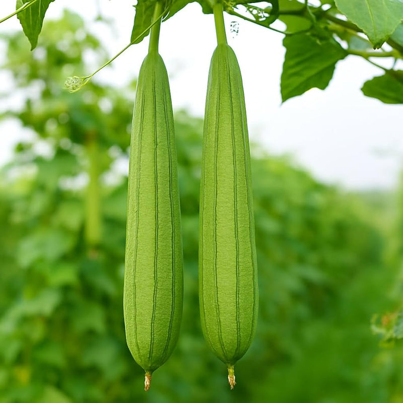 White Luffa Seeds for Planting – Heirloom Non-GMO Garden Seeds