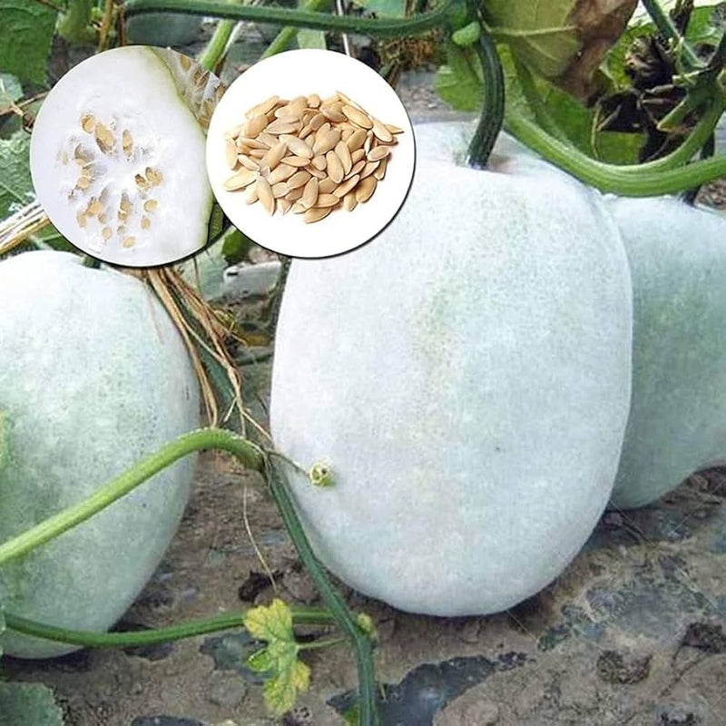 Winter Melon Seeds for Planting – Heirloom Non-GMO Garden Seeds