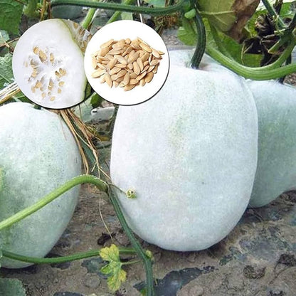 Winter Melon Seeds for Planting – Heirloom Non-GMO Garden Seeds