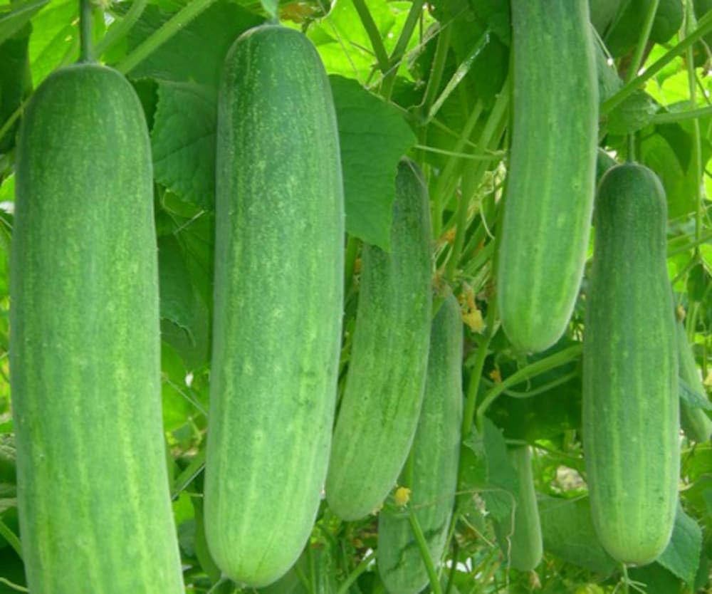 Prestige F1 Cucumber Seeds