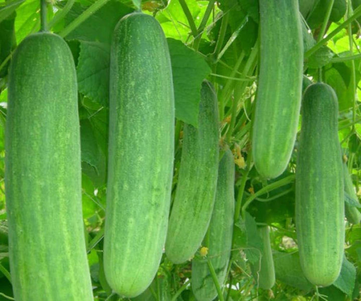 Prestige F1 Cucumber Seeds