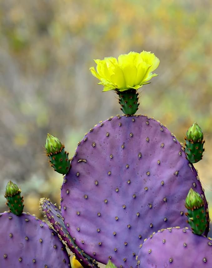 Prickly Pear Cactus Opuntia spp Seeds for Planting – Cactus Fruit Seeds