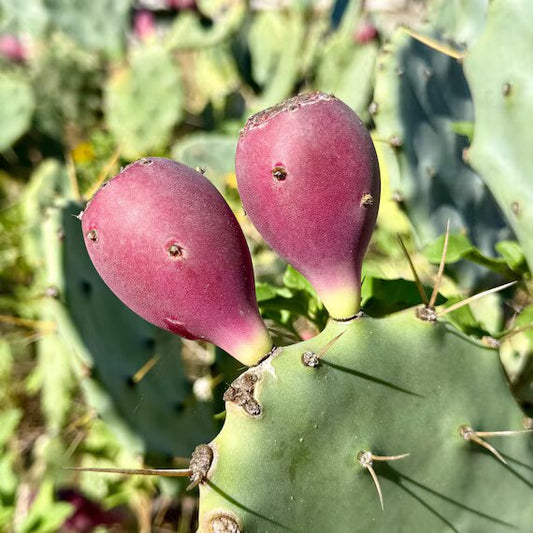 Prickly pear cactus seeds for planting with mature Opuntia cactus pads
