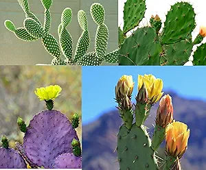 prickly pear cactus seeds