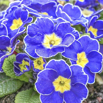 Blue Primrose Flower Seeds producing delicate blue blooms in a garden