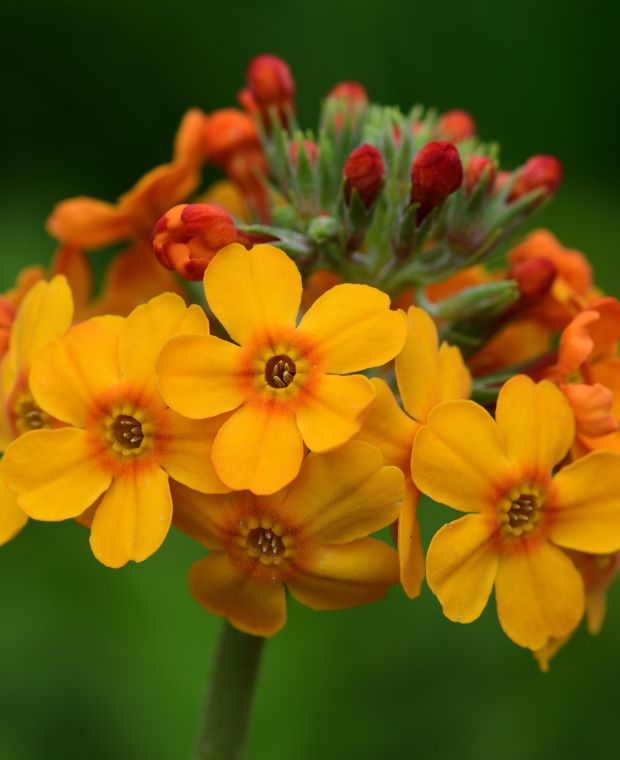 Orange Primula flower seeds