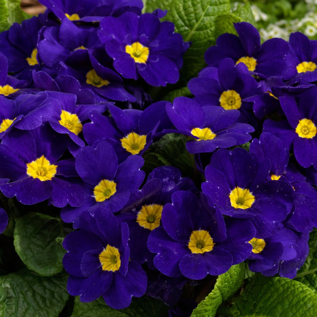 Blue Cobalt flower seeds