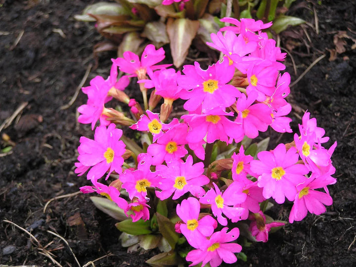 Himalayan Primrose flower seeds