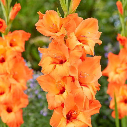 Gladiolus flower seeds