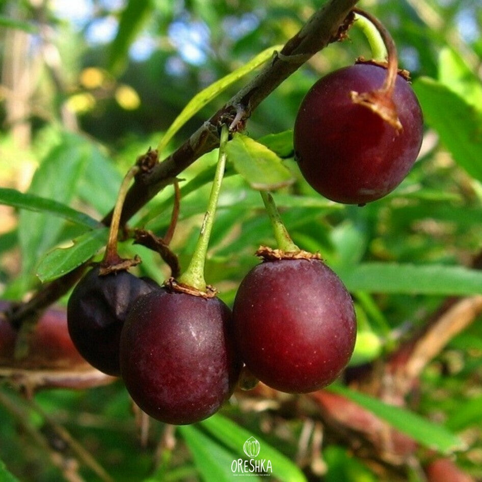 chinese cherry seeds