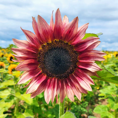 Sunflower Seeds for Planting – Heirloom Non-GMO Garden Seeds
