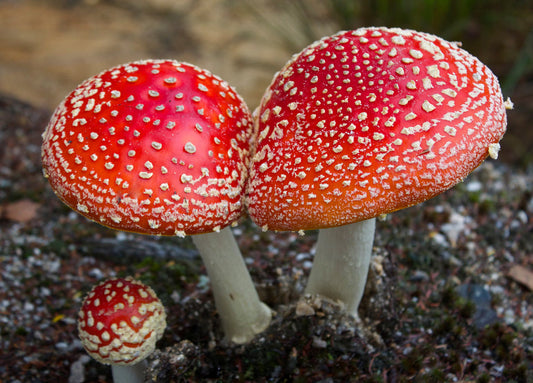 Mixed Mushroom Spores