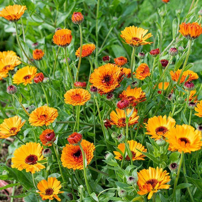 Calendula flower seeds