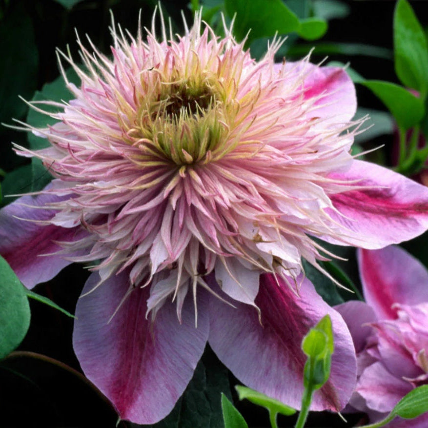 Empress Clematis plant