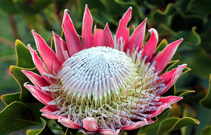 Pink Protea Flower Seeds for Planting – Heirloom Non-GMO Garden Seeds