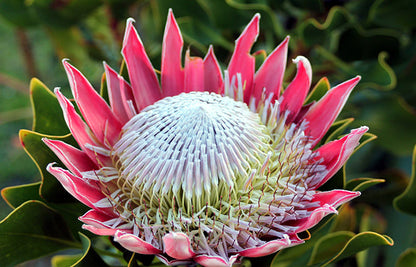 Pink Protea Flower Seeds for Planting – Heirloom Non-GMO Garden Seeds